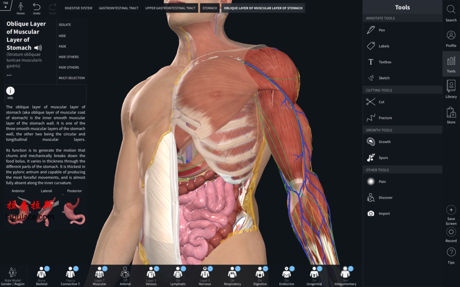 Complete Anatomy 2019 for Mac v4.0.1 三维人体解剖模型 破解版下载