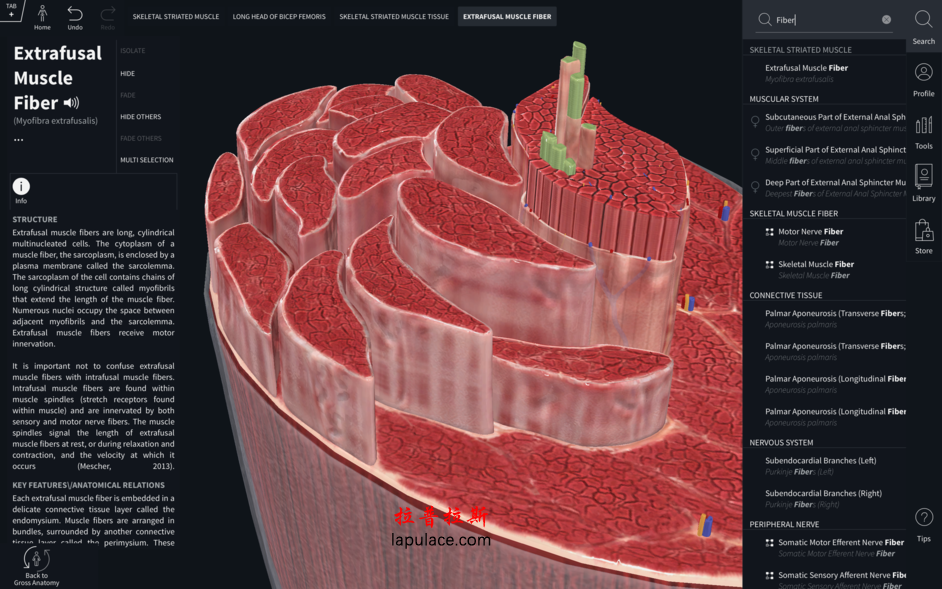 Complete Anatomy 2019 for Mac v4.0.1 三维人体解剖模型 破解版下载