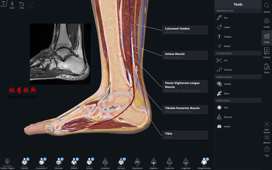 Complete Anatomy 2019 for Mac v4.0.1 三维人体解剖模型 破解版下载