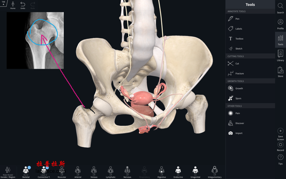 Complete Anatomy 2019 for Mac v4.0.1 三维人体解剖模型 破解版下载