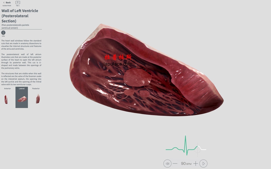 Complete Heart for Mac 1.2 3D心脏解剖图 破解版下载